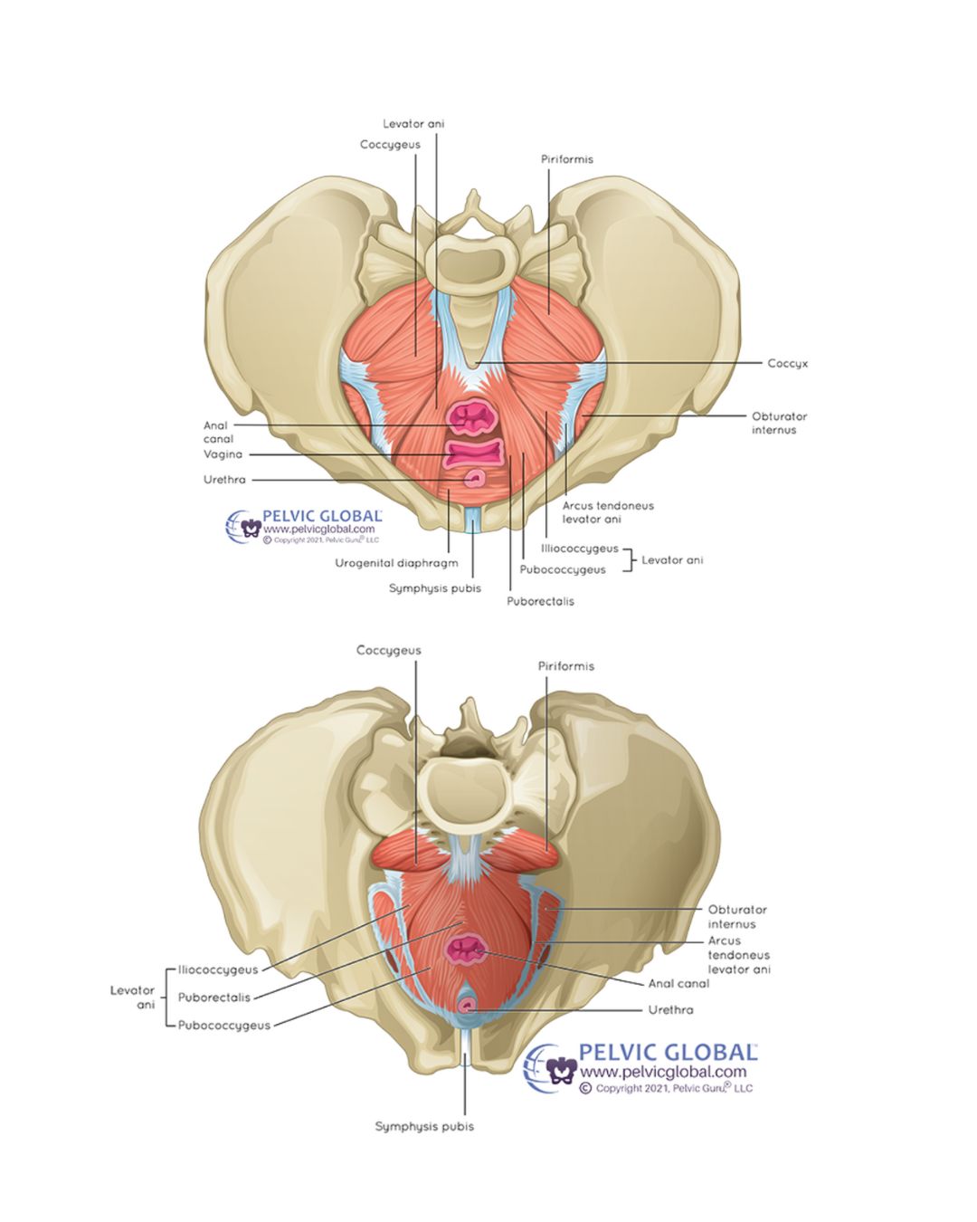 Pelvic Anatomy